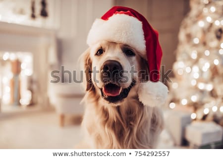 Foto stock: Christmas Dog As Santa Claus
