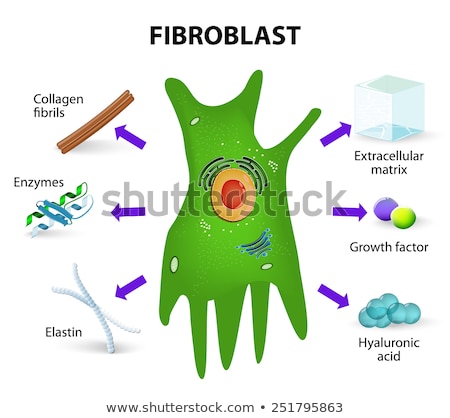 Stock foto: Fibroblast Structure And Function