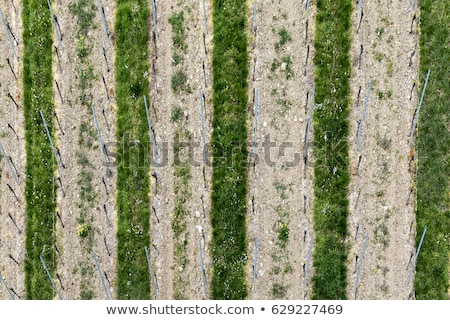 Stock photo: Aerial Of Vineyard In Spring With Growing Vine Prages