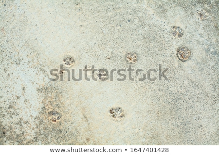 Foto stock: White Decorative Abstract Plaster Texture With Cracks Splash Footprints