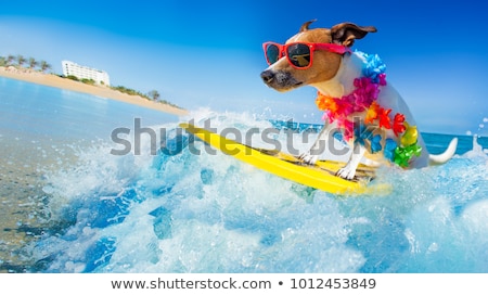 Stock foto: Dog On Beach On Summer Vacation Holidays