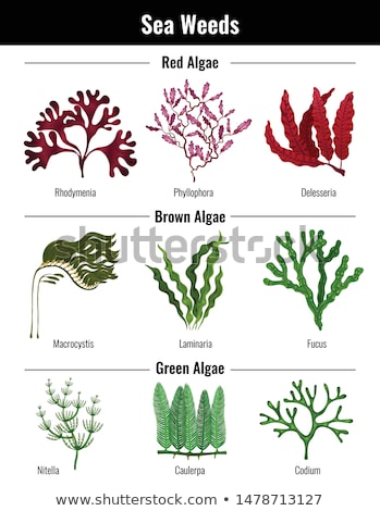 Foto stock: Sea Or Aquarium Algae Types Color Illustration Set