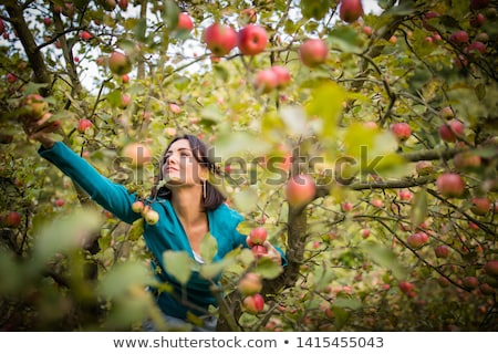 [[stock_photo]]: Fruit Farmer Woman Harvesting Apples In Her Basket