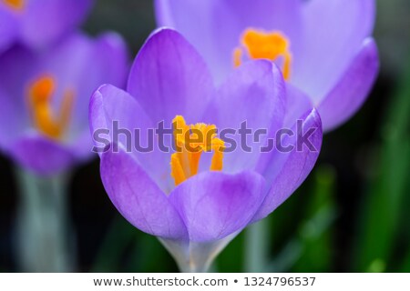 Zdjęcia stock: Deep Orange Stamen In Centre Of A Purple Crocus