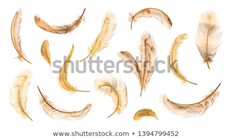 Stok fotoğraf: Color Different Feathers Set Ink Vector