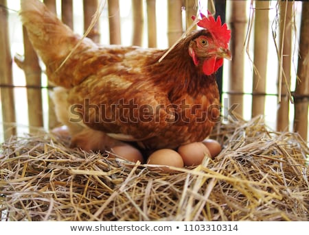 Stock foto: White Chicken Eggs In Nest