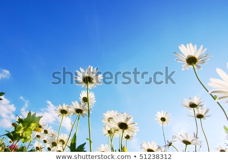 Stockfoto: Daisy From Beliw In Summer Under Blue Sky