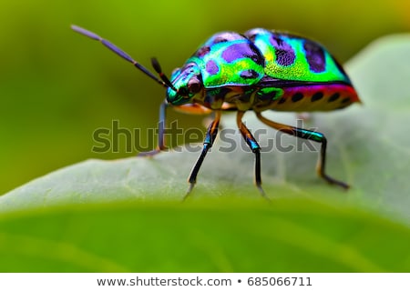 Foto stock: The Small Bug On A Leaf Of A Plant