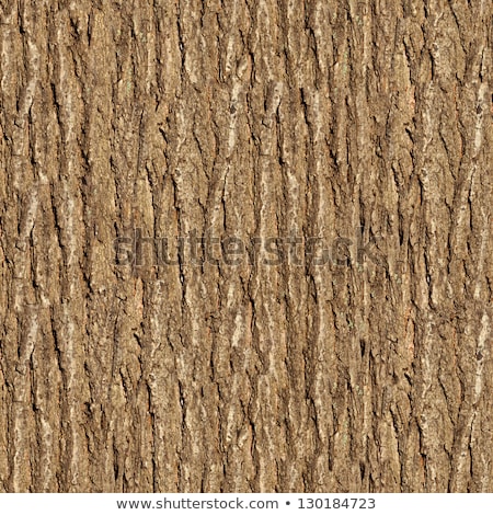 Stockfoto: Elm Bark Seamless Texture