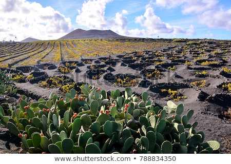 Stockfoto: Vineyards In La Geria Lanzarote Canary Islands