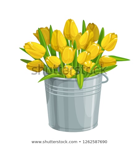 [[stock_photo]]: Tulips In A Bucket