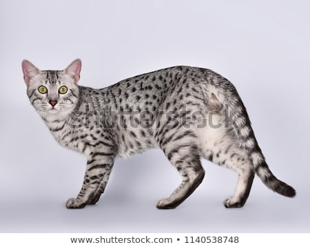 Stockfoto: Silver Spotted Egyptian Mau Cat