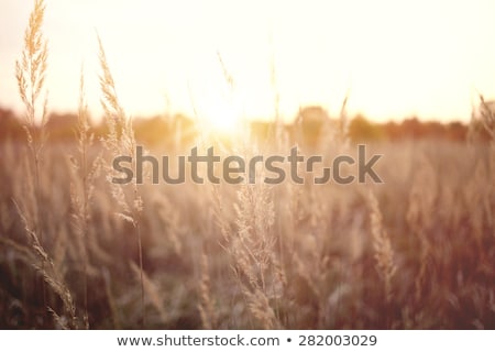 Stock photo: Hazy Day