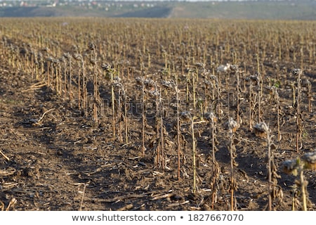 Stockfoto: Sunflowers In Bad Weather