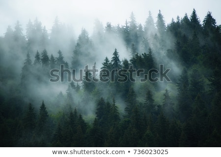 Stockfoto: Trees In A Foggy Forest