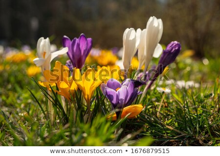 Foto stock: Yellow Dutch Spring Crocus Flowers