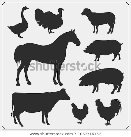 [[stock_photo]]: Roosters Silhouettes Set