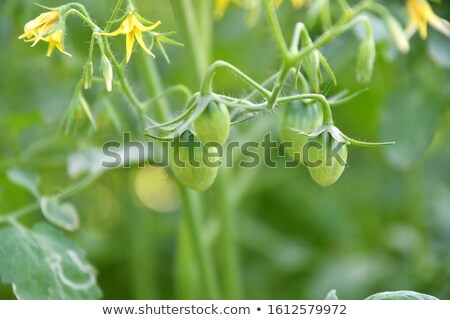 Zdjęcia stock: Tomato Plant With Immature Fruit