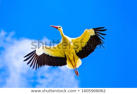 Stockfoto: Stork