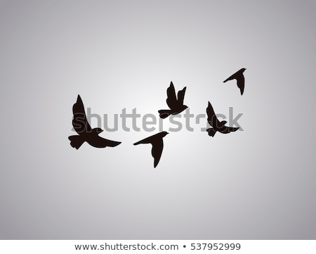 Foto stock: Set Of Silhouettes Birds Symbols