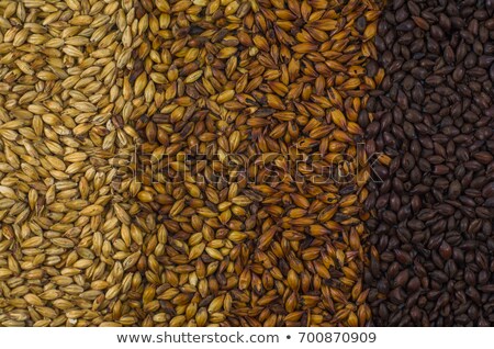 Stockfoto: Beer Malt