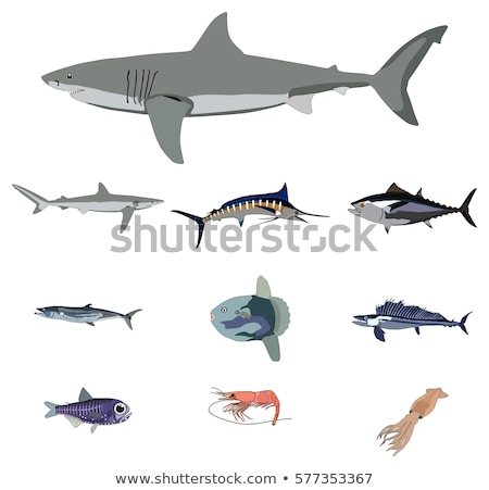 Foto stock: Fishes Sharks Tunas In The Seawater Aquarium