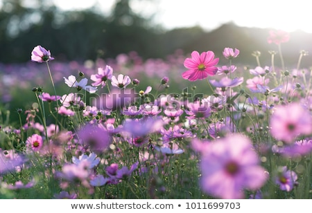 Stockfoto: Background Of Colourful Vivid Summer Flowers