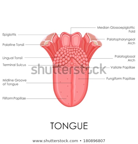 Human Tongue Anatomy Imagine de stoc © stockshoppe