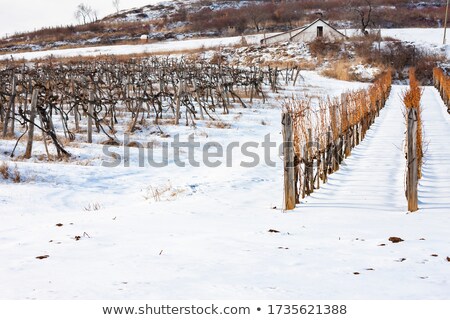 Stock photo: Wineyard In The Winter