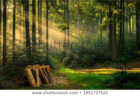 Stockfoto: Sunbeams