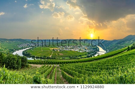 [[stock_photo]]: Famous Moselle Sinuosity In Trittenheim