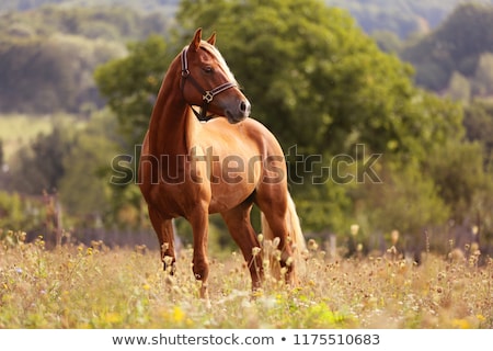 Сток-фото: Horse And Pony At Sunset