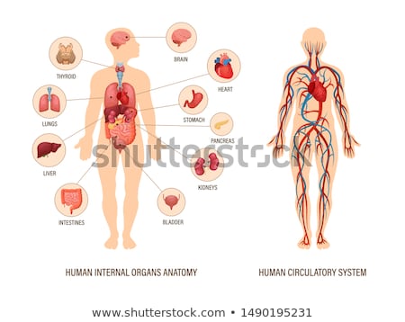 Foto stock: Human Circulatory System
