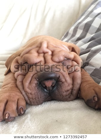 [[stock_photo]]: Hien · Sharpei