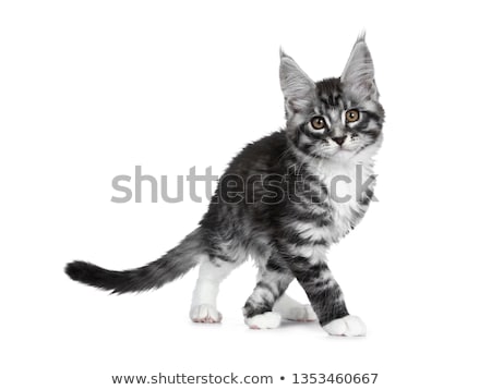 Foto stock: Amazing Cute Black Silver Tabby Maine Coon Cat On White