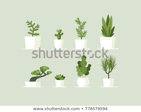 Foto stock: Decorative House Plant Palm In Flower Pot Vector