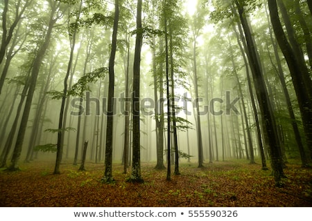 ストックフォト: Mystery Woods As Wilderness Landscape Amazing Trees In Green Forest Nature And Environment