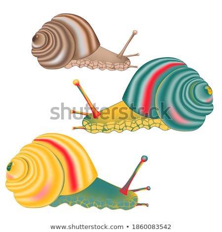 Foto d'archivio: Rainbow Colored Shell Garden Snails