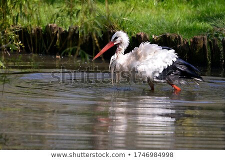 Stockfoto: White Stork Walking On The Swamp