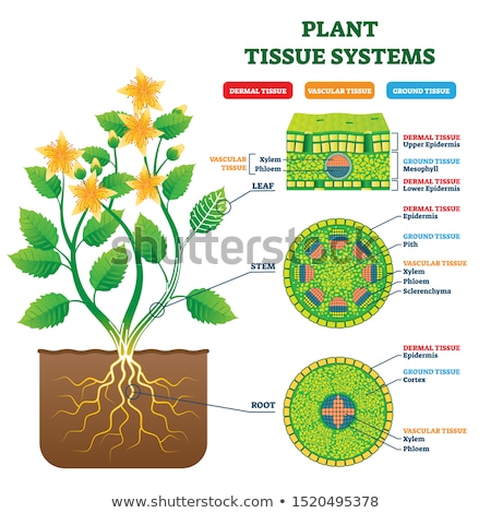 Stok fotoğraf: Stem Of A Plant