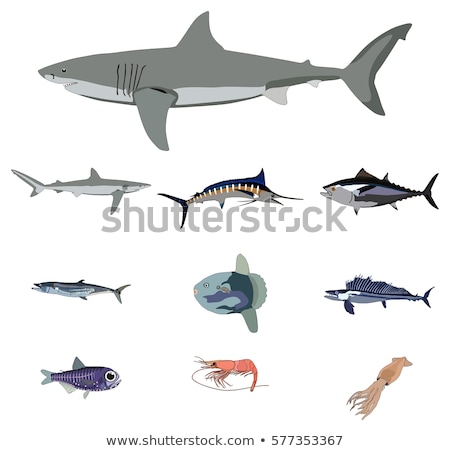 Stockfoto: Fishes Sharks Tunas In The Seawater Aquarium