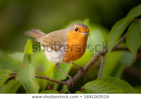 Stock fotó: Robin Erithacus Rubecula