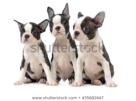 Сток-фото: Three Puppy Boston Terrier In A White Photo Studio