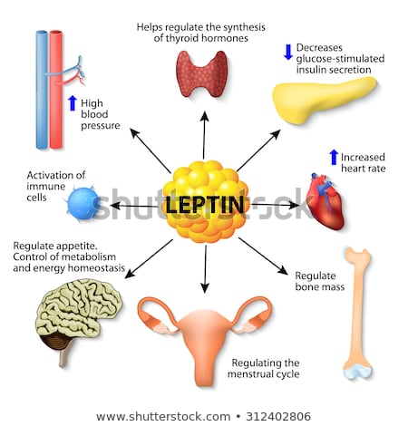 Сток-фото: Leptin Hormone Effects