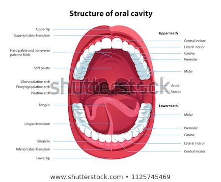 Foto stock: Human Mouth Anatomy