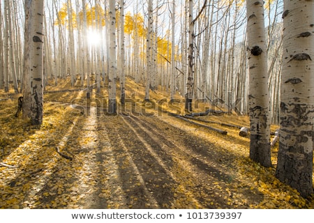 Stock fotó: Tree In A Wide Landscape
