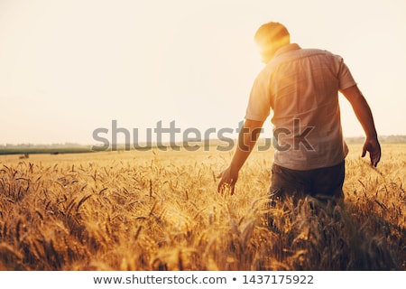 Zdjęcia stock: Silhouette Of Wheat Ears In Sunset