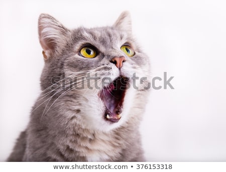 Foto d'archivio: Adorable Grey Cat With Mouth Open Looks Up