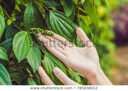 Stock fotó: Hands Of A Young Woman On A Black Pepper Farm In Vietnam Phu Quoc