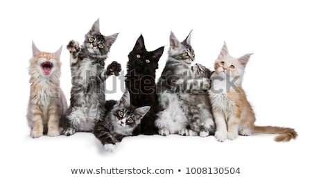 Stock fotó: Sweet Black Tabby With White Maine Coon Cat